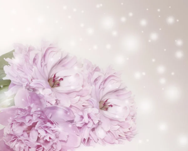 stock image Three pink peonies with drops of water