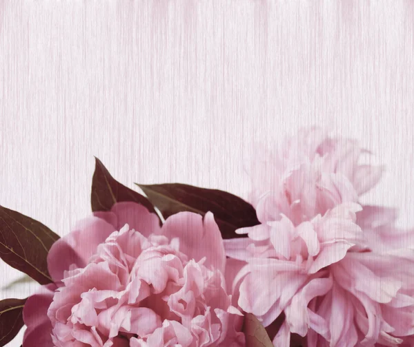 Três peônias rosa com gotas de água — Fotografia de Stock