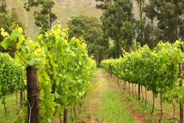 Vineyard in Montague, Route 62, South Africa clipart