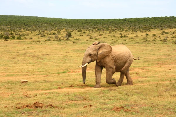 Baby Afrikaanse olifant, Zuid-Afrika — Stockfoto