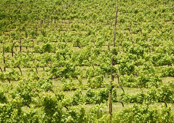 Viñas de uva, Stellenbosch, Sudáfrica Imagen De Stock