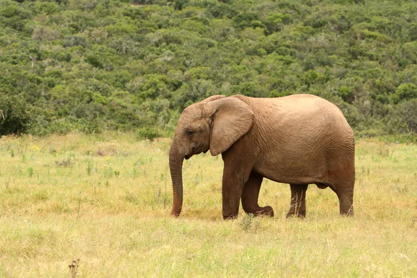 Junger afrikanischer Elefant, Südafrika — Stockfoto