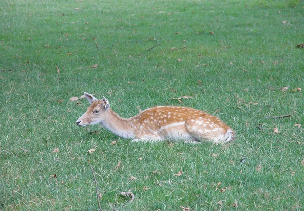 Fallow geyiği (Dama dama)