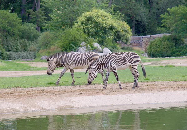 stock image Hartmann's mountain zebra (Equus zebra hartmannae)