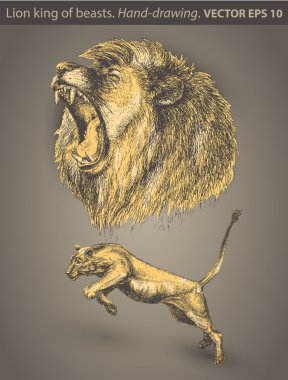 Set Lion. vector animal, wild cat, hand-drawn clipart