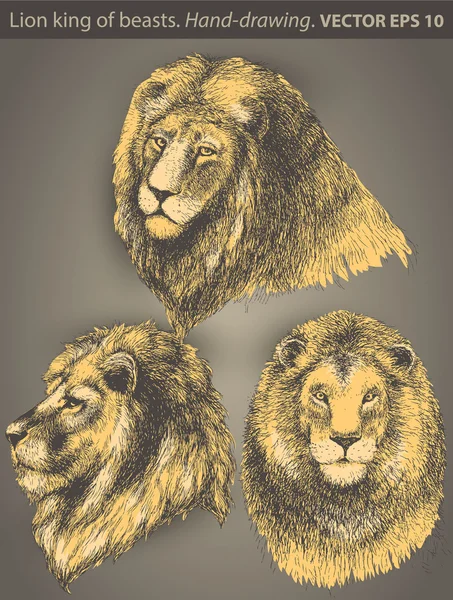 ライオンを設定します。ベクトルの動物、野生の猫、手描き — ストックベクタ