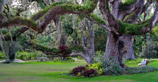 美しい南部のオークの木 — ストック写真