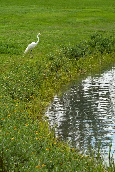 Grúa blanca de pie en la orilla del estanque — Foto de Stock