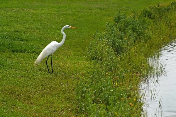 Grúa blanca de pie en la orilla del estanque — Foto de Stock