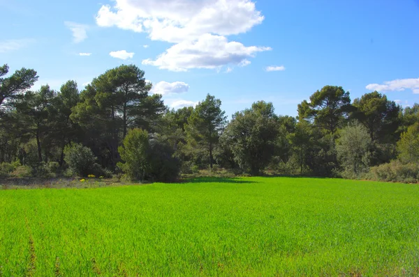 Zielony łąka jeden w provence, Francja — Zdjęcie stockowe