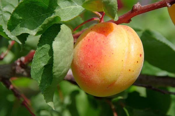 An apricot — Stock Photo, Image