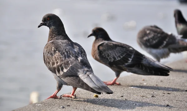 stock image Pigeon