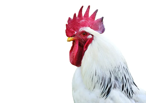Cabeza de gallo blanco —  Fotos de Stock