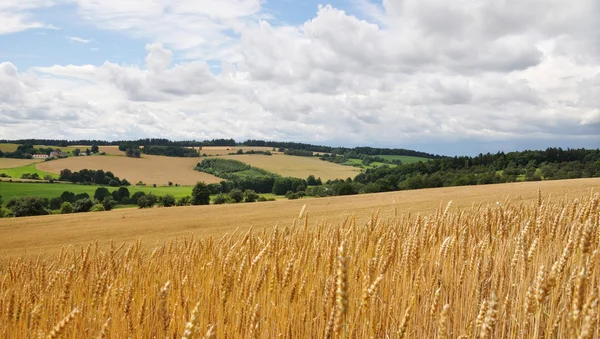 stock image Fields