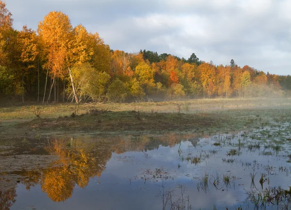 Wetlands in autmn. — Stock Photo, Image