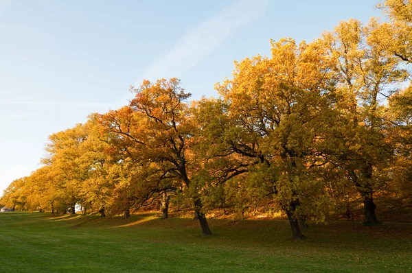 가을에는 노란 나무들. — 스톡 사진
