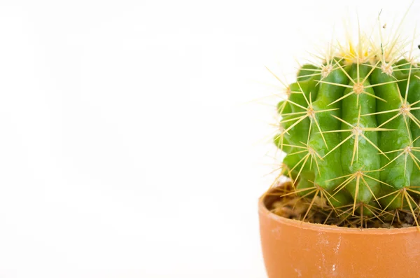 Kleine cactus in pot — Stockfoto