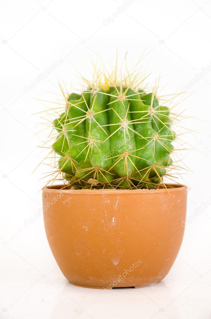 Master diploma wang element Small cactus in pot Stock Photo by ©amfroey01 10775980