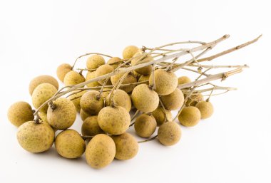 longan Şubesi