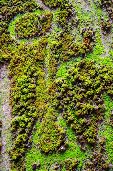 Close up of moss — Stock Photo, Image
