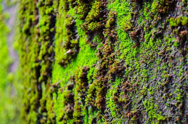 Moss yakın çekim — Stok fotoğraf