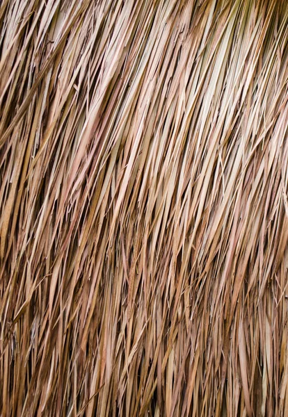 Tekstura suchych liści — Zdjęcie stockowe
