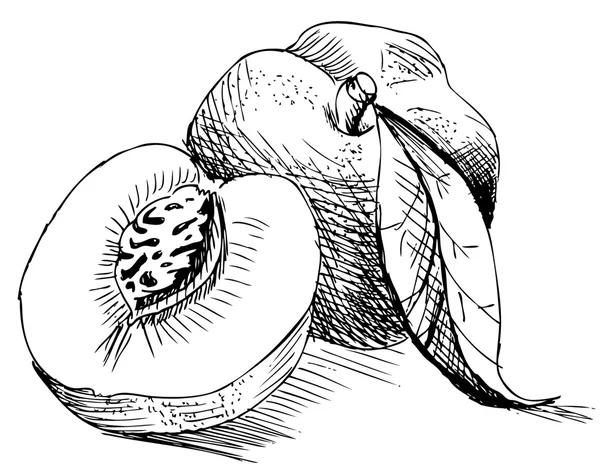 Персик - векторная иллюстрация — стоковый вектор