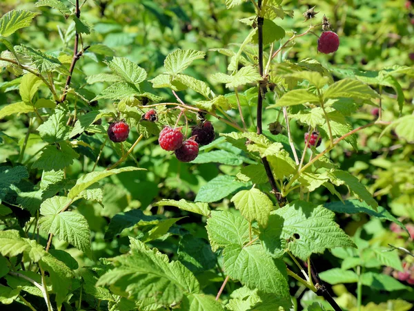 stock image Raspberry