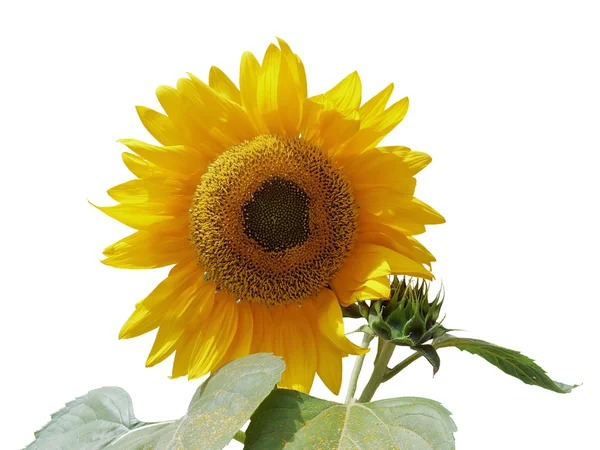 Sunflower. Royalty Free Stock Photos