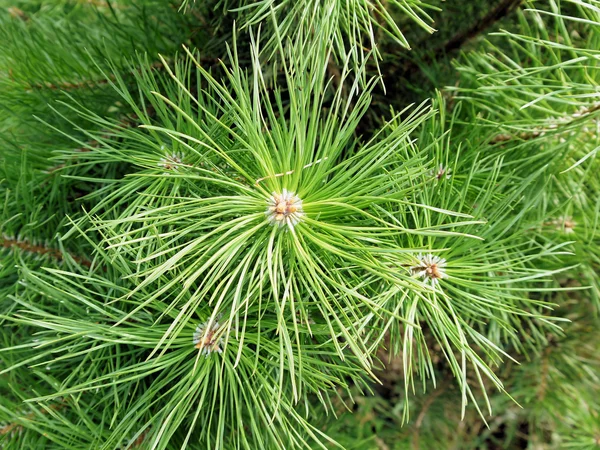 stock image The branch of pine.