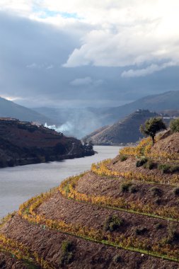 Alto Douro Wine Region clipart