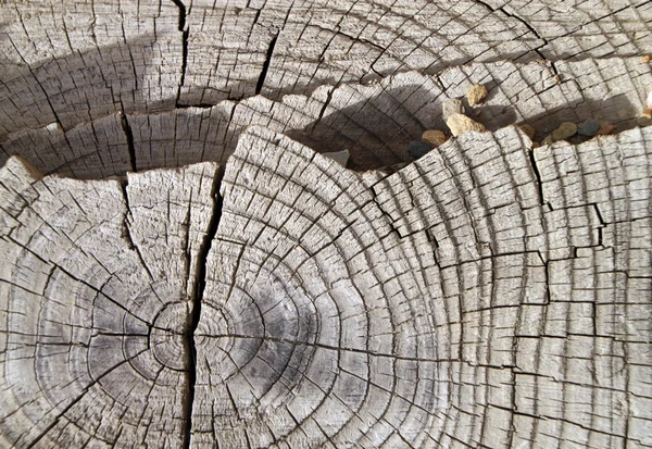 Текстура деревянной резки — стоковое фото
