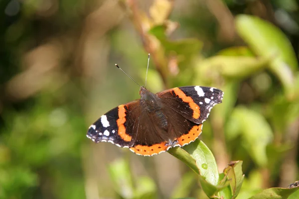 stock image Butterfly