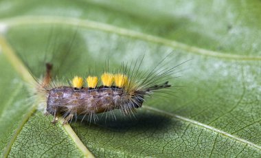 TUSSOCK güve caterpillar orgyia antiqua