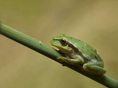 Yeşil ağaç kurbağası üzerindeki reed yaprak (yeşil arborea)