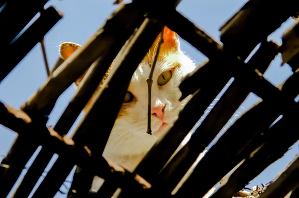 姜只流浪猫 — 图库照片