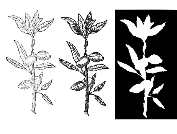 Branche d'amande — Image vectorielle