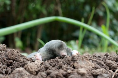 Mole in a soil clipart