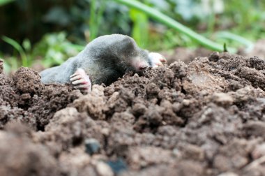 Mole in a soil clipart