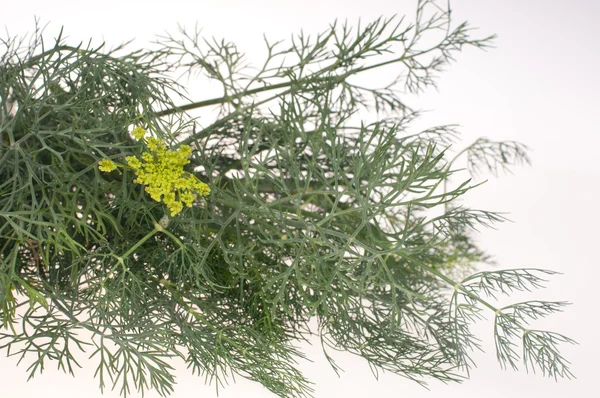 Dill on an white background — Stock Photo, Image