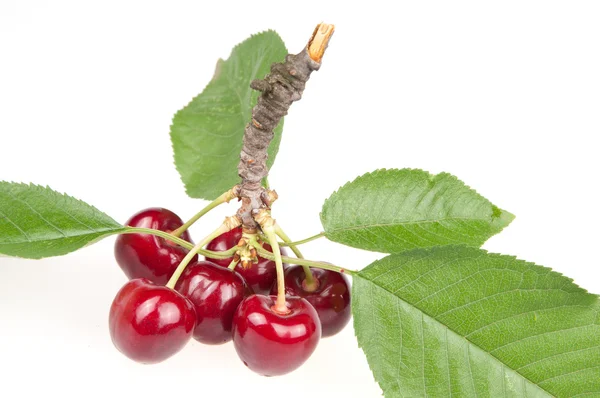 stock image Cherry