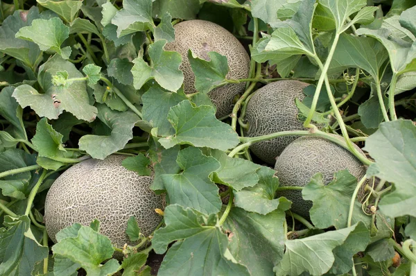 Meloenen in de tuin — Stockfoto