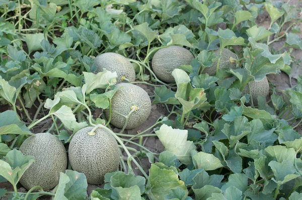 Melons — Stock Photo, Image