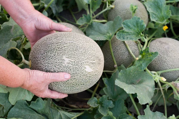 Melons — Stock Photo, Image