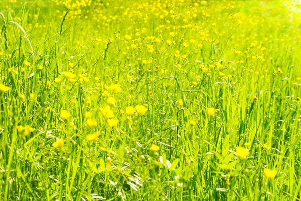 stock image Yellow flowers background