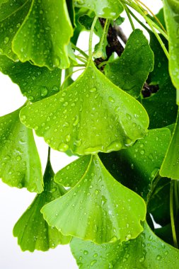 Ginkgo biloba