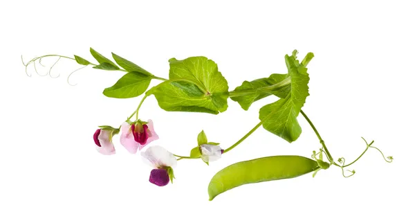 Peas plant — Stock Photo, Image