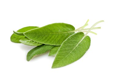 Sage leaves clipart