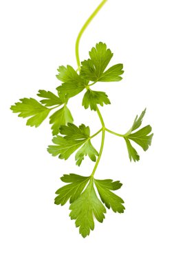 Parsley clipart