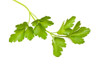 Parsley clipart